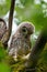 Barred Owl baby resting on a tree branch