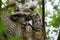 Barred Owl baby resting on a tree branch