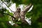 Barred Owl baby resting on a tree branch