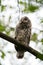 Barred Owl baby resting on a tree branch