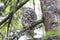 Barred owl bird