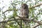 Barred owl bird