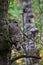 Barred Owl Bird Perched in Tree with Fall Leaves