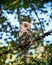 A barred owl calling in the forest with mouth open