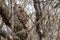 Barred Owl camouflaged amidst vines and branches