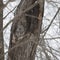 Barred Owl camouflaged in tree