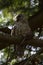 Barred Owl caught a big mouse as lunch