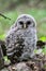 Barred Owl Chick