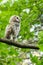 Barred Owl Chick Baby Perched on Tree Branch