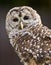 Barred Owl Close up