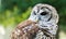 Barred Owl close up