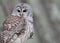 Barred Owl Close Up