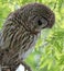 Barred owl closeup