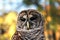 Barred Owl Closeup of Face