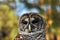 Barred Owl Closeup Head Shot