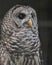 Barred Owl closeup profile