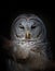 A Barred owl closeup Strix varia perched on a branch in winter in Canada