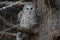 A Barred owl closeup Strix varia perched on a branch in winter in Canada