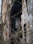 Barred owl in a dead tree