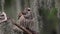 Barred Owl in Everglades National Park