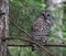 Barred Owl Eye Contact