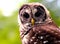 Barred owl eyes stare wilmington, nc