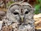 Barred Owl Face