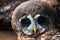 Barred owl face, close up, portrait