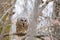 Barred owl feeding