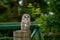 Barred Owl on Fence Post