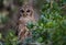 Barred Owl in Florida