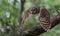 Barred Owl in Florida