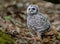 Barred Owl in Florida