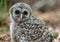 A barred owl in Florida