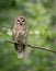 A barred owl in Florida