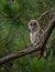 A barred owl in Florida