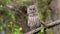 A barred owl in Florida Video Clip in 4k