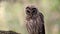 A barred owl in Florida Video Clip in 4k