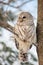 Barred owl in the forest