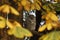 Barred Owl framed by yellow autumn leaves