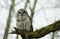 Barred Owl In Front Of Snowy Backdrop