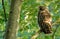 Barred Owl Full detailed right frame