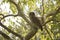 Barred Owl in Gum Tree