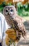 Barred owl on Handlers glove