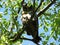 Barred Owl hding quietly in tree above