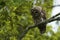 Barred Owl keenly looking for prey