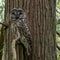 Barred Owl in Kirkland, WA Park