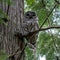 Barred Owl in Kirkland Washington