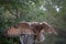 Barred owl landing on perch in SC