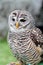 Barred owl looking ahead